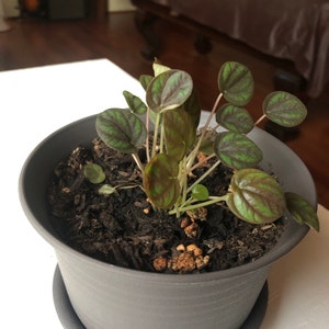 peperomia midnight wave peperomia midnight wave