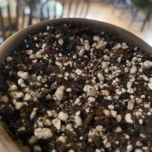 Echeveria Subcorymbosa Rare Succulent 10 Seeds - Etsy