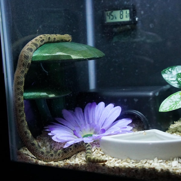 Visual Reference: Printable Critter Tracker Reptile Feeding Tracker