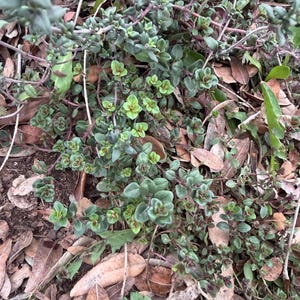 Virginia added a photo of their purchase