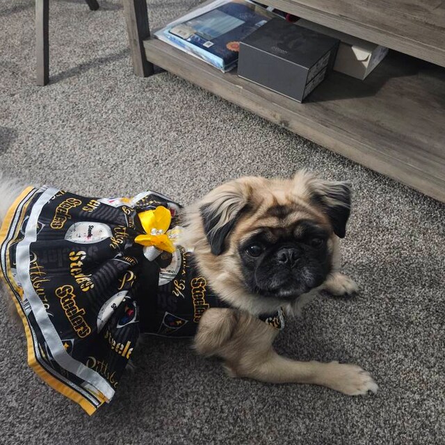 Steelers Nfl Dog Jersey Custom Pittsburgh Steelers NFL Pet Jersey