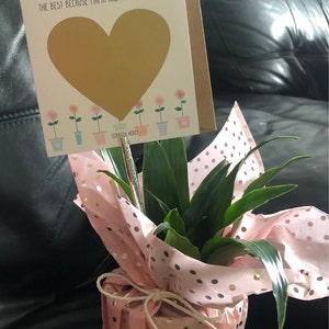 Angelica added a photo of their purchase