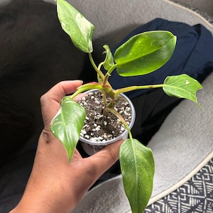 Avisha added a photo of their purchase