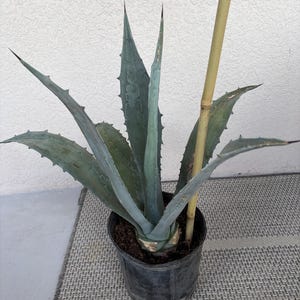 Blue Agave (agave Azul / Tequila Agave)  Large Plant in 3 Gallon Pot  20-24" Tall - Etsy Israel