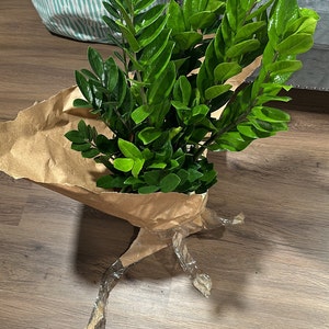 Calotropis Gigantea White Seeds - Giant Milkweed Crown Flower - 10 Seeds