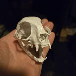 Life Size Cat Skull Replica: 8k Resin, Educational Oddity - Etsy