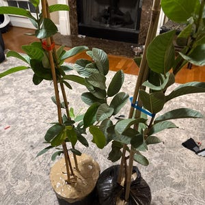 Easmin added a photo of their purchase