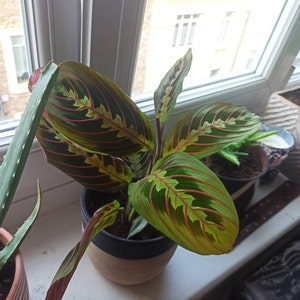 Maranta Leuconeura Fascinator Etsy Denmark