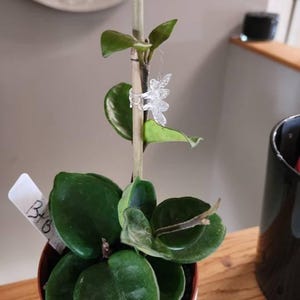 Janice added a photo of their purchase