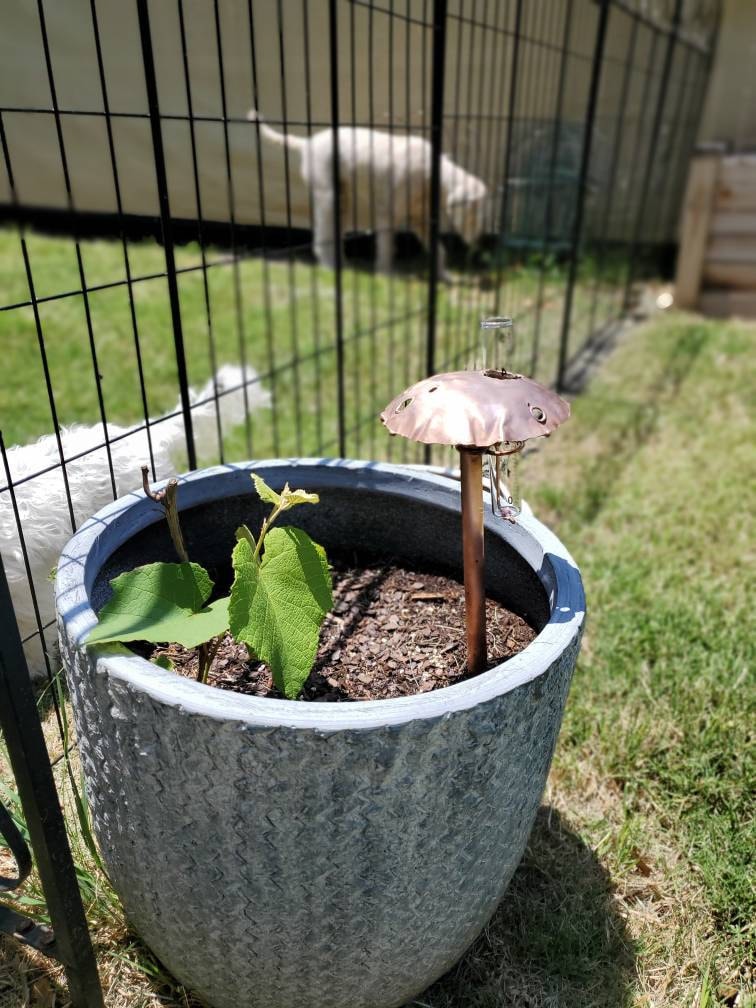 Copper Mushroom Rain Gauge