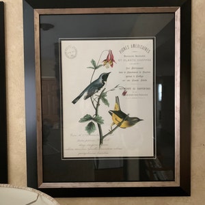 Vintage Bird and Botanical Print Set No.6 Giclee Art Prints | Etsy
