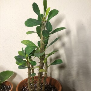 Euphorbia Mili Crown Of Thorns Starter Plant All Etsy Euphorbia Mili Crown Of Thorns Starter Plant All Etsy