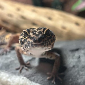 kyle ha añadido una foto de su compra