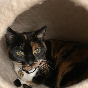 Nancy added a photo of their purchase