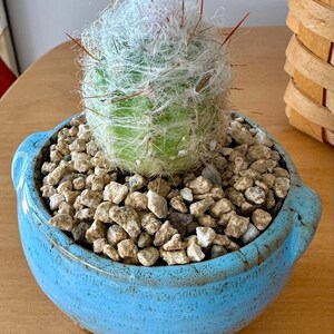 Oreocereus Trollii, Cephalocereus Senilis, Old Man of the Andes