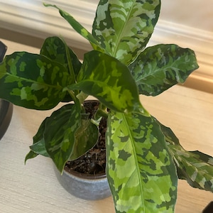 Corrie added a photo of their purchase