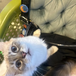 Allison added a photo of their purchase