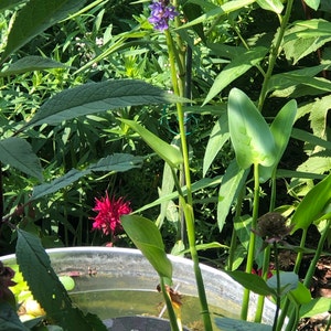 cynthia dodał(a) zdjęcie swoich zakupów