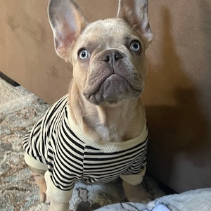 Frenchie Clothes Frenchie Bulldog Clothes and Sweater - Etsy