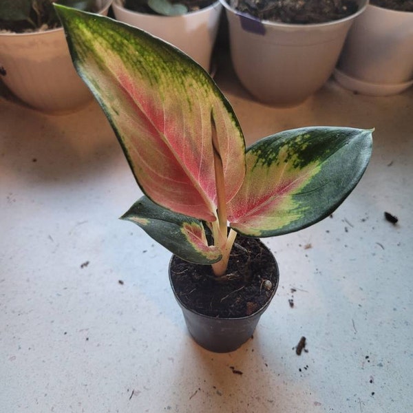 Aglaonema Red King : Indoor Plants - Easy Care Houseplant - Starter ...