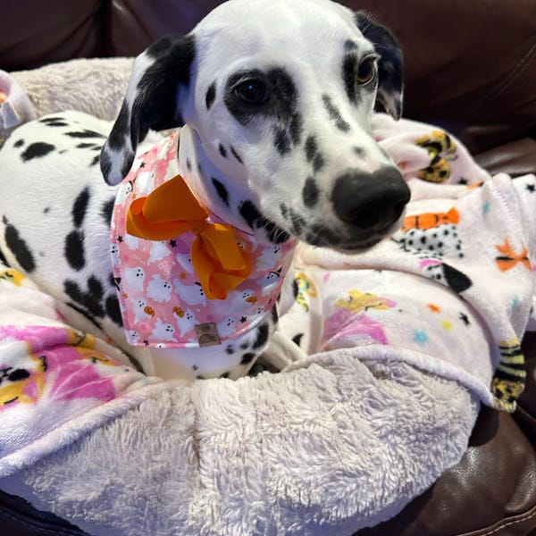 Monkimau Hunde-Halsband Hundehalstuch - Halstuch Für Hunde Aus Baumwolle, Baumwolle