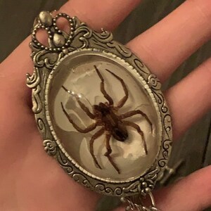 Spider, Spider Jewelry, Spider Necklace, Taxidermy Spider, Spider Jewelry, Spider Necklace, Taxidermy