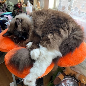 Paula added a photo of their purchase