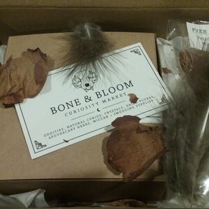 Homeschool Box Curiosity Box Claws Oddity Collection Insects Teeth Unique Gift Idea Natural History Mystery Box Bones Science Box Homeschool Box Curiosity Box Claws Oddity Collection Insects Teeth Unique Gift Idea Natural History Mystery Box Bones Science Box