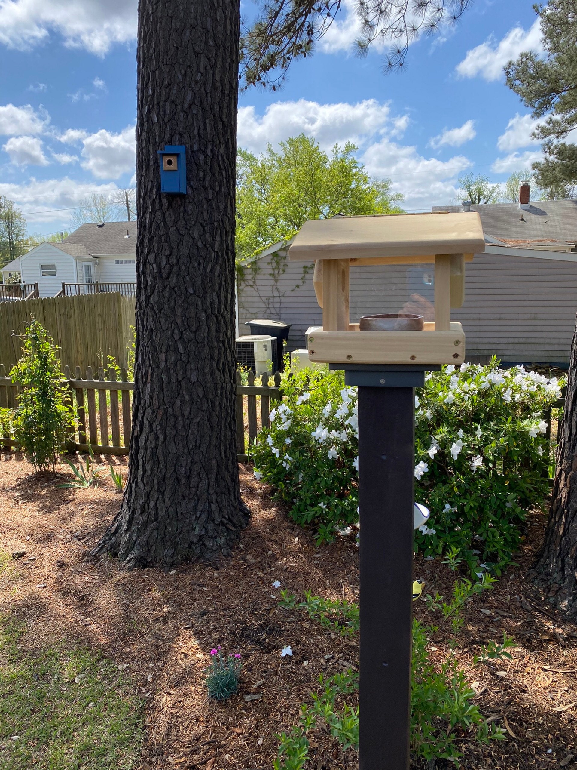 Blue Bird Feeder , Hanging or Pole Mount  Blue Bird Feeder