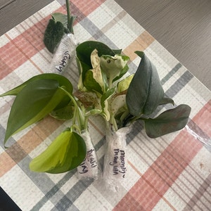 Etsy buyer added a photo of their purchase