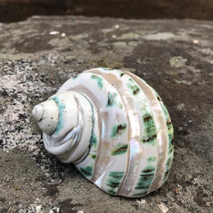 Spotted Banded Tun Sea Shell NIGHTLIGHT Bathroom Kitchen - Etsy