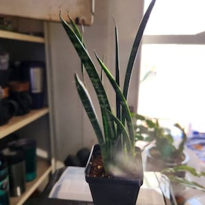 Jolaine added a photo of their purchase