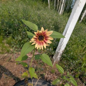 Amanda added a photo of their purchase