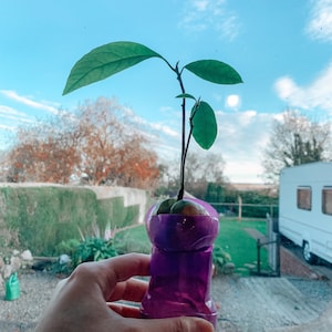 Kanokwan adicionaram uma foto da sua compra
