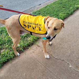 i need space dog jacket