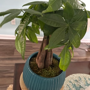 plant shelves indoor Ferry-Morse Indoor Plant Shelf Stand