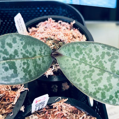 Phal. Tzu Chiang Chrisna, Fragrant Smell Like Roses - Etsy