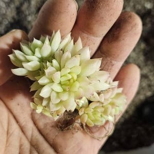 Tom ha añadido una foto de su compra