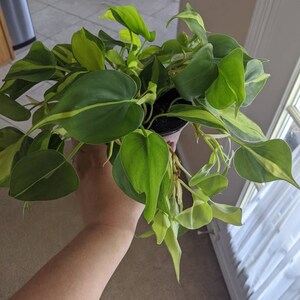 inevitableinsanity added a photo of their purchase