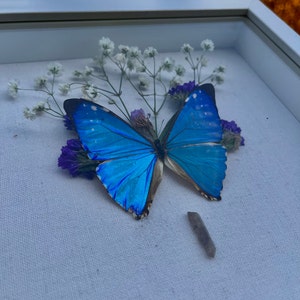 Morpho zephyritis blue butterfly Peru - Etsy 日本