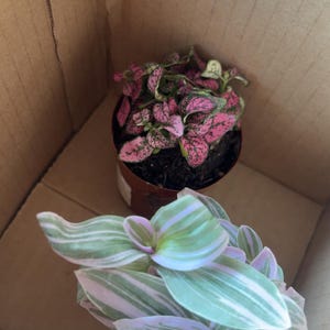 Vanessa added a photo of their purchase