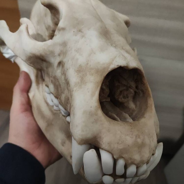 美！33cm！グリズリー（ハイイログマ）頭骨 ☆即納☆美！33cm！グリズリー（ハイイログマ）頭骨 - 頭骨・骨格標本