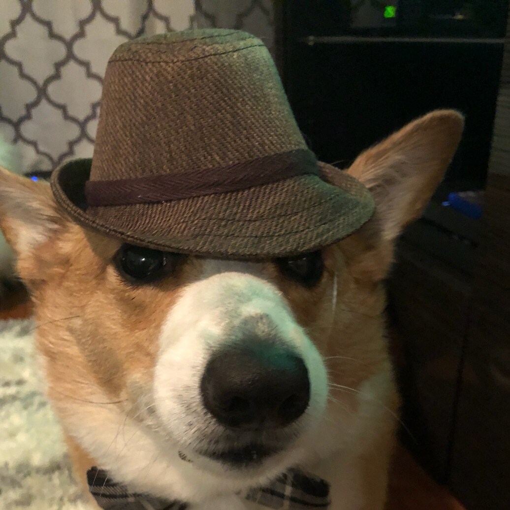 Fedora for DOGS CATS HANDMADE dog hats dog caps summer Etsy