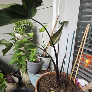 Rebecca ha añadido una foto de su compra