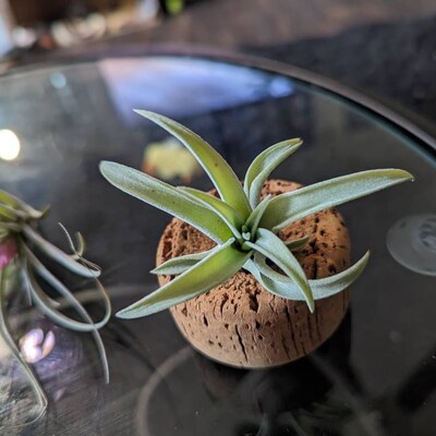 Conch Sea Shell Garden Quality 68 Conch Shell Imperfect Conch Sea Shell ...