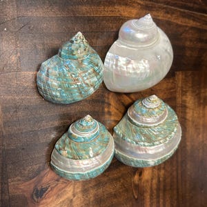 Mackenzie added a photo of their purchase