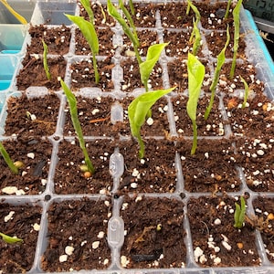 James a ajouté une photo de son achat