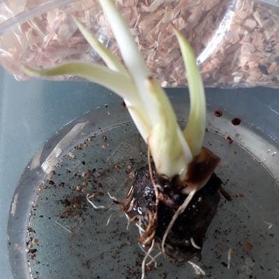 Russian Comfrey Root Crown Split Bocking 14 - Etsy