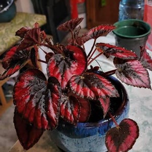 Laurie added a photo of their purchase