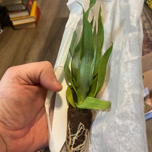 Samir added a photo of their purchase